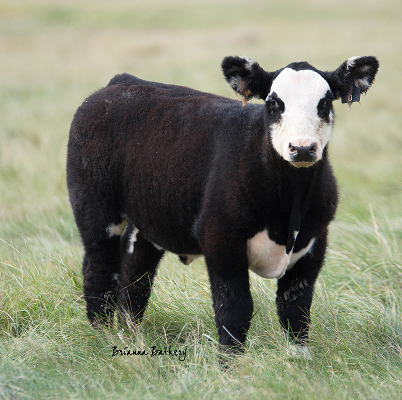 Sale Calves